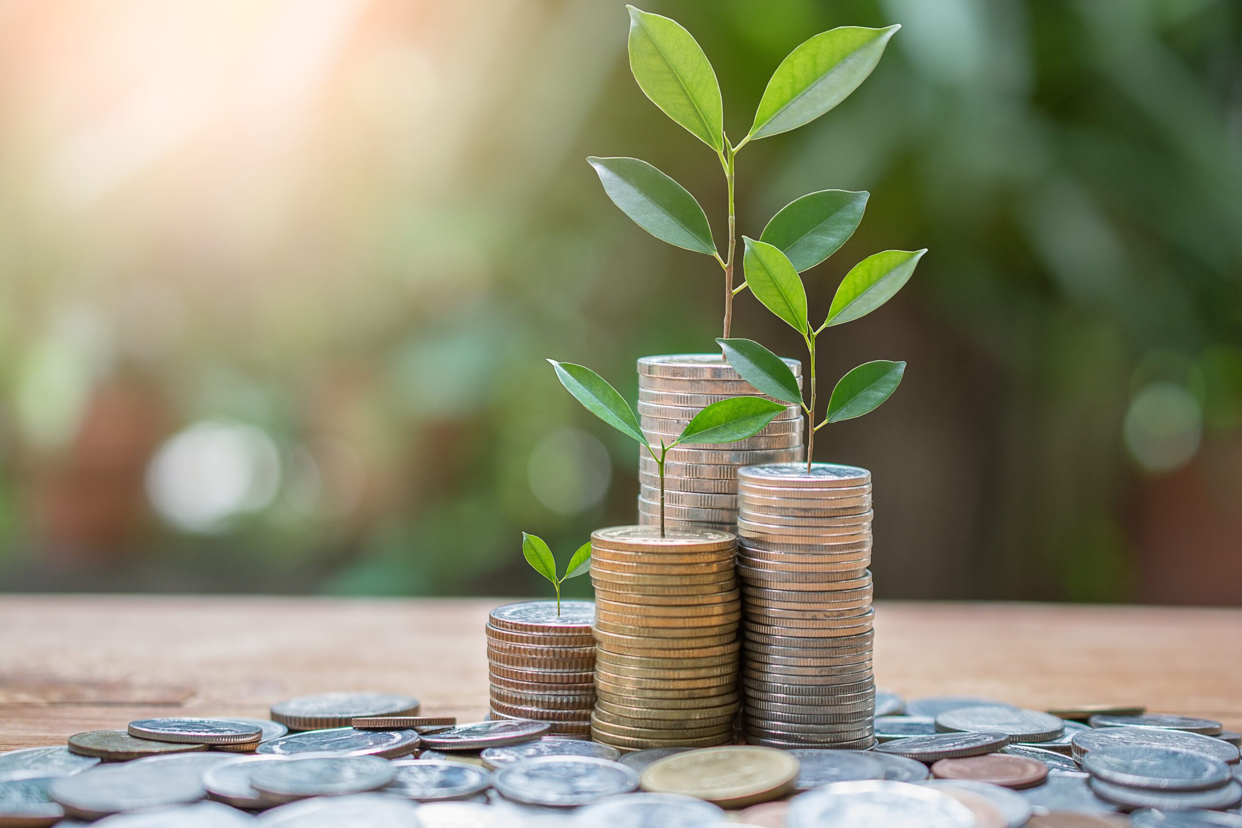 Plant money coins saving growth up to profit interest for concept